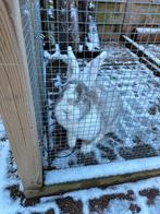 Lieve gecastreerde Duitse Reus zoekt gouden mand, Dieren en Toebehoren, Konijnen, Mannelijk, Groot