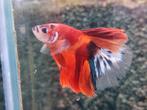 Er zijn weer diverse Betta splendens manen op voorraad, Dieren en Toebehoren, Vissen | Aquariumvissen, Vis, Zoetwatervis