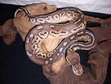 0.1 cinnamon pastel (pewter) yellowbelly 50% het clown beschikbaar voor biedingen