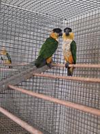 Diverse zwartkop caique's., Dieren en Toebehoren, Vogels | Parkieten en Papegaaien, Meerdere dieren, Papegaai