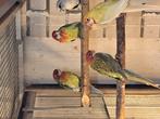 Penanten en rosella, Dieren en Toebehoren, Meerdere dieren, Parkiet