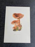 13 prenten paddestoelen 19x27  cm samen 22,50 euro, Antiek en Kunst, Ophalen of Verzenden, Natuur en Biologie