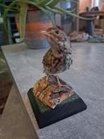 Taxidermie,Taxidermy Opgezette "boompieper" vogeltje, Ophalen of Verzenden, Zo goed als nieuw, Vogel, Opgezet dier