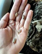 Porcellio Laevis 'Dairy Cow', Dieren en Toebehoren, Insecten en Spinnen