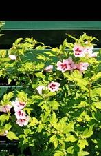 Hibiscus Hamabo roze diverse stekken in 3 maten, Volle zon, Vaste plant, Zomer, Ophalen