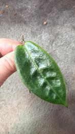 Hoya Piestolepis, Huis en Inrichting, Kamerplanten, Ophalen of Verzenden, Overige soorten, Minder dan 100 cm