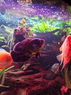 Pauwoog cichlide oscar, Dieren en Toebehoren, Vissen | Aquariumvissen, Vis, Zoetwatervis