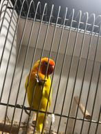 Mooie opaline lutino roodoog fischerie, Dieren en Toebehoren, Vogels | Parkieten en Papegaaien, Geslacht onbekend, Dwergpapegaai of Agapornis