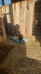 Boerderij Kittens, Dieren en Toebehoren, Meerdere dieren