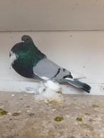 Mooie hollandse kroppers diverse kleuren beschikbaar, Dieren en Toebehoren, Meerdere dieren, Kropper