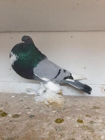 Mooie hollandse kroppers diverse kleuren beschikbaar beschikbaar voor biedingen