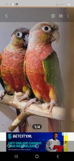 Mooi kweekkoppel phyrura high red  x factor rood. ., Meerdere dieren, Parkiet