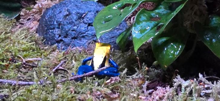 Dendrobates tinctorius citronella