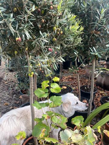 Volwassen olijfboom met olijven – 180 cm hoog beschikbaar voor biedingen