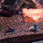 🔵🦐💙Te koop! €1,00 per stuk "Blue Dream" garnalen💙🦐🔵, Vis, Zoetwatervis, Schoolvis