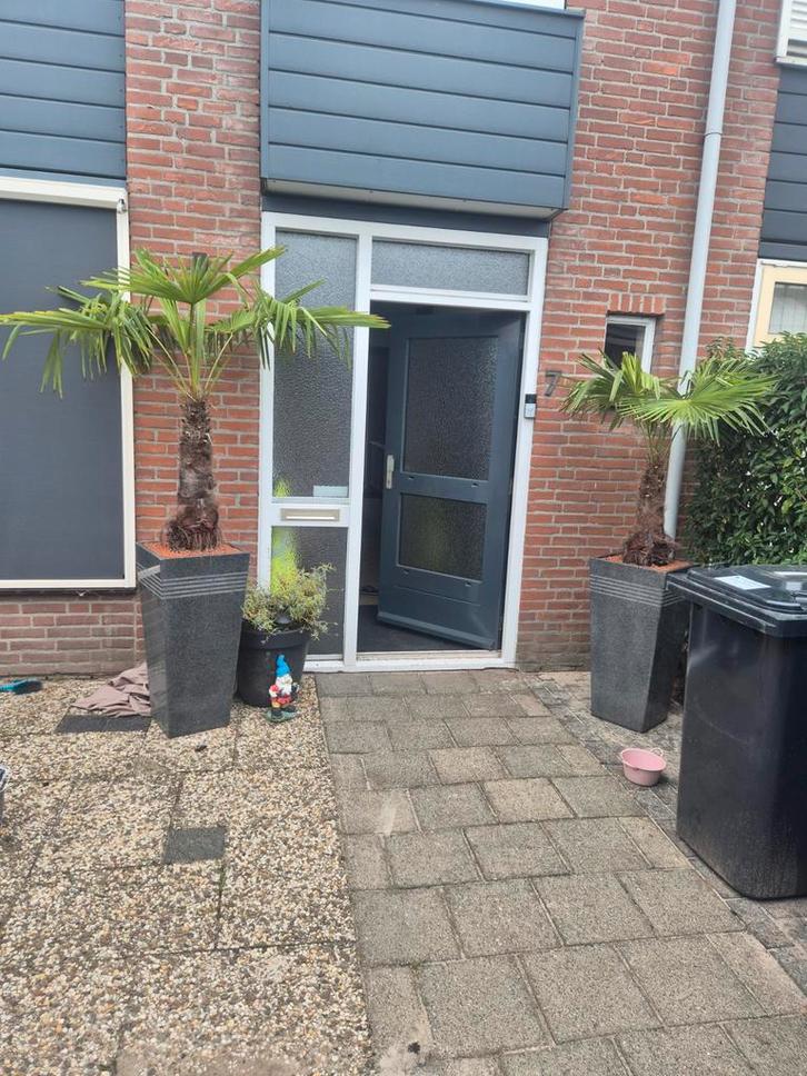 Palmbomen in Marmeren pot geïsoleerd in prijs verlaagd!!!!, Tuin en Terras, Planten | Tuinplanten, Vaste plant, Overige soorten