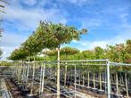 Dak liquidambar en dakplataan leibomen en bolbomen, Ophalen, Bloeit niet, Halfschaduw, Dakboom