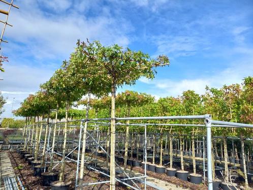 Dak liquidambar en dakplataan leibomen en bolbomen, Tuin en Terras, Planten | Bomen, Dakboom, Halfschaduw, Bloeit niet, Ophalen