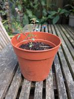 Fuchsia microphylla 'Silver lining', Vaste plant, Halfschaduw, Zomer, Ophalen
