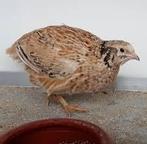 Te koop Japanse kwartel man, Dieren en Toebehoren, Vogels | Overige Vogels, Mannelijk, Tropenvogel