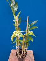 Orchidee Dendrobium Amethystoglossum p12 (1), Ophalen of Verzenden, Halfschaduw, Minder dan 100 cm