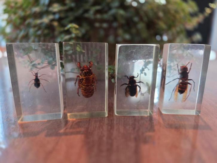 Insecten in hars. Opgezette insecten., Antiek en Kunst, Curiosa en Brocante, Ophalen of Verzenden