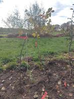 Hoogstam Appelbomen, Ophalen, Lente, Volle zon, Appelboom