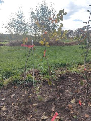 Hoogstam Appelbomen beschikbaar voor biedingen