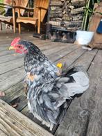 Haan te koop, Dieren en Toebehoren, Pluimvee, Mannelijk, Kip