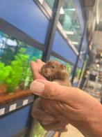 Complete hamster set, hamster & mooie kooi + alle toebehoren, Dieren en Toebehoren, Knaagdieren, Hamster, Vrouwelijk, Mei, Tam