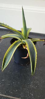 Bonte Agave Americana - Mooie kamerplant, Tuin en Terras, Planten | Tuinplanten, Overige soorten, Volle zon, Vaste plant, Ophalen of Verzenden