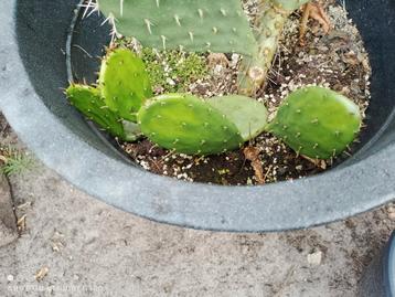 opuntia humifisa gewortelde stekjes beschikbaar voor biedingen