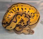 Python regius pastel leopard clown dame, Dieren en Toebehoren, Reptielen en Amfibieën, Slang