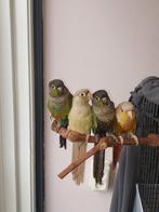 2 pyrrhura's, Dieren en Toebehoren, Geslacht onbekend, Parkiet, Geringd