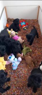 Te koop Raszuivere Labrador pups, Rabiës (hondsdolheid), 8 tot 15 weken, Labrador retriever, Meerdere