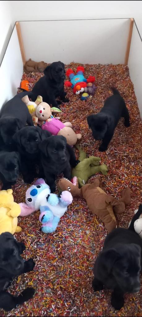 Te koop Raszuivere Labrador pups, Dieren en Toebehoren, Honden | Retrievers, Spaniëls en Waterhonden, Meerdere dieren, Labrador retriever