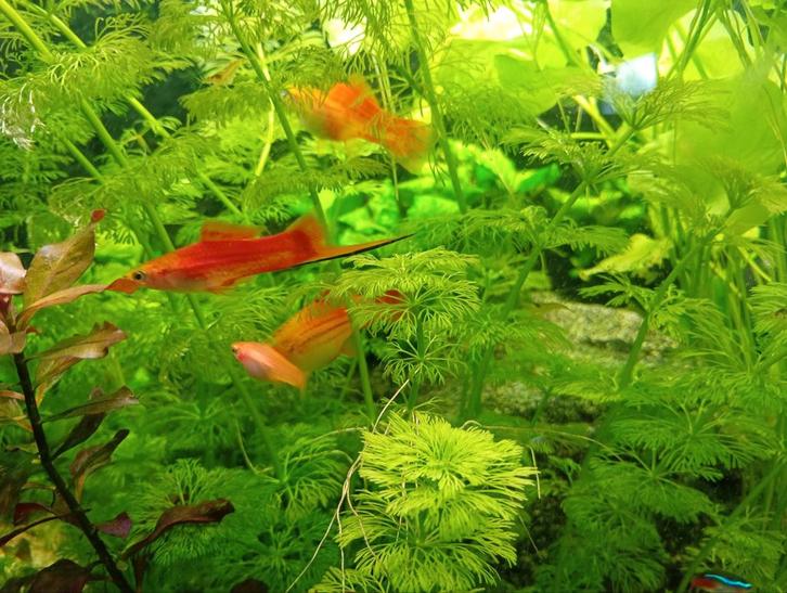 Zwaarddragers jonge te koop 1,25 p/stuk bij 20 stuks, Dieren en Toebehoren, Vissen | Aquariumvissen, Vis
