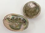 4 grote abalone schelpen, Verzamelen, Ophalen of Verzenden, Schelp(en)