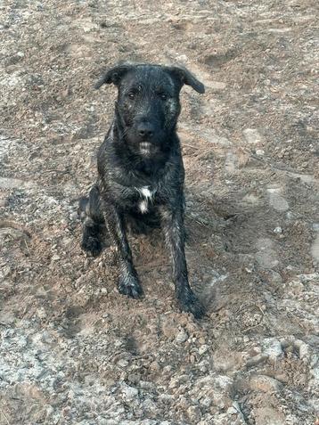 Lieve pup beschikbaar voor biedingen