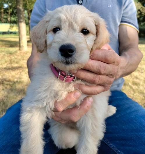Lieve speelse Goldendoodle pups zoeken een liefdevol thuis., Dieren en Toebehoren, Honden | Retrievers, Spaniëls en Waterhonden