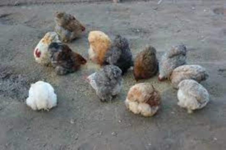 Cochin krielkippen en Zijdehoen krielkippen., Dieren en Toebehoren, Pluimvee, Kip, Vrouwelijk