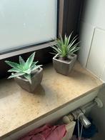 2 Kunstplantjes voor Decoratie, Ophalen of Verzenden, Zo goed als nieuw, Binnen
