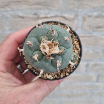 Peyote Lophophora williamsii cactus beschikbaar voor biedingen