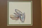 Aquarel 'Mosselschelpen' Hans Hohmann 2007, Antiek en Kunst, Kunst | Schilderijen | Modern, Ophalen of Verzenden