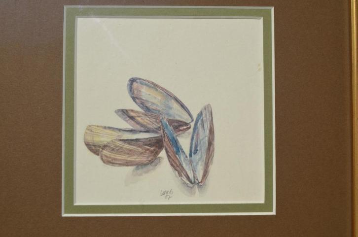 Aquarel 'Mosselschelpen' Hans Hohmann 2007, Antiek en Kunst, Kunst | Schilderijen | Modern, Ophalen of Verzenden