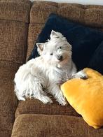 West highland white terrier(dekreu)NIET TE KOOP, Particulier, 3 tot 5 jaar, Reu, Nederland