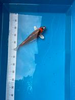 2 Japanse Koi, Dieren en Toebehoren, Vissen | Vijvervissen, Karper of Koi