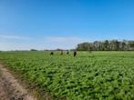 Stalling met veel weidegang (24/7 mogelijk) en binnenrijhal