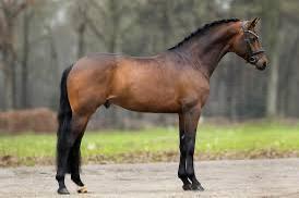 Gezocht 4 of 5 jarig springpaard beschikbaar voor biedingen