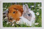 Cavia met konijn, Verzamelen, Ansichtkaarten | Dieren, Ophalen of Verzenden, 1980 tot heden, Ongelopen, Knaagdier